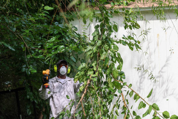 Best Fruit Tree Pruning  in Mountain Brook, AL